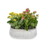 ניצניות בכלי מיוחד מבית FLOWERNET ניצניות בכלי מיוחד מבית FLOWERNET
