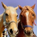 רכיבת סוסים ופיקניק לזוג בחוות דור - Samsung23